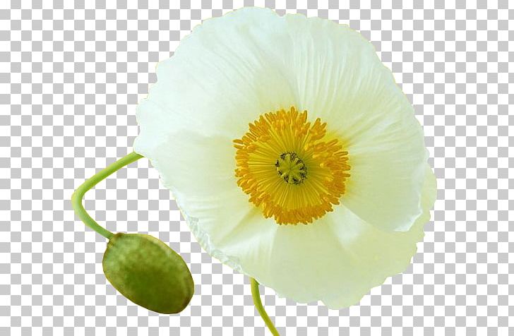 Common Poppy Flower Opium Poppy PNG, Clipart, Common Poppy, Desktop Wallpaper, Flower, Flowering Plant, Gelincik Free PNG Download