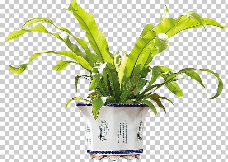 Plant Flower PNG, Clipart, Bonsai, Download, Flower, Flowerpot, Flower Pot Free PNG Download