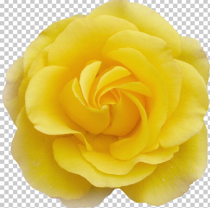 Cut Flowers Garden Roses Centifolia Roses PNG, Clipart, Birthday, Centifolia Roses, Cut Flowers, Deviantart, Flower Free PNG Download