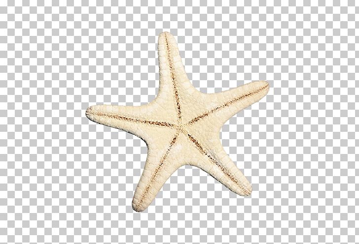 Starfish Euclidean PNG, Clipart, Adobe, Animal, Animals, Beautiful Starfish, Beige Free PNG Download