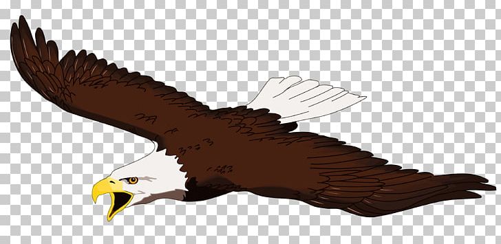 Bald Eagle White-tailed Eagle Free Content PNG, Clipart, Accipitriformes, Bald Eagle, Beak, Bird, Bird Of Prey Free PNG Download