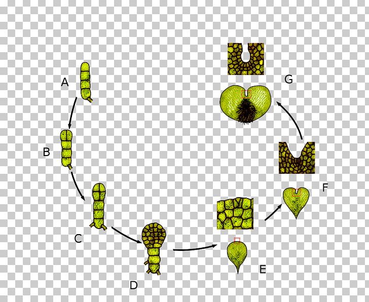 Drynaria Biological Life Cycle Adder's-tongues Vascular Plant Fern PNG, Clipart,  Free PNG Download