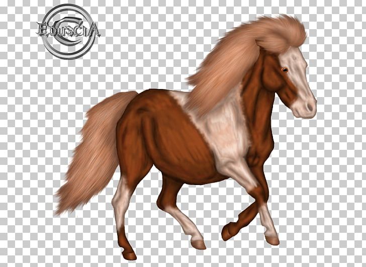 Mustang Stallion Foal Colt Mare PNG, Clipart,  Free PNG Download