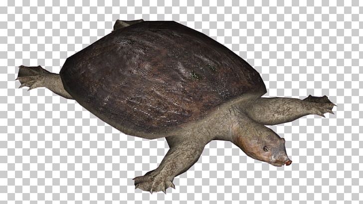 Zoo Tycoon 2 Florida Softshell Turtle Reptile Box Turtle PNG, Clipart, Animal, Animals, Apalone, Box Turtle, Chelydridae Free PNG Download