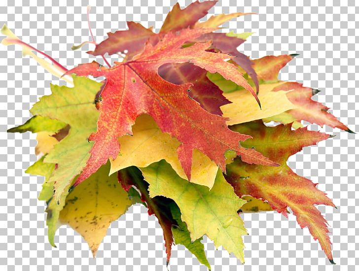 Autumn Maple Leaf Photography PNG, Clipart, Acorn, Auglis, Autumn, Autumn Leaf Color, Autumn Leaves Free PNG Download