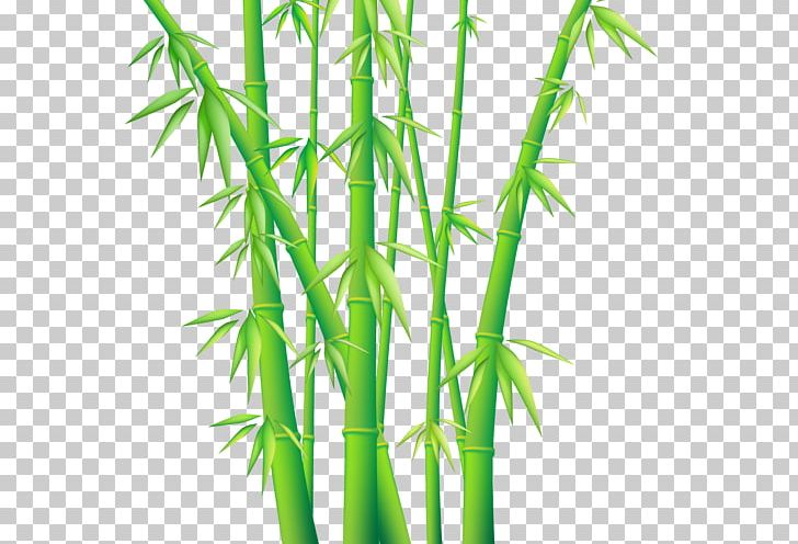Bamboo Graphics Portable Network Graphics Euclidean PNG, Clipart, Bamboo, Bamboo Painting, Bambu, Bambusodae, Drawing Free PNG Download