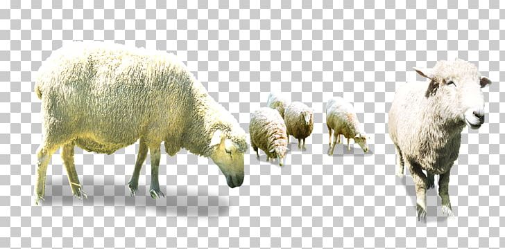 Sheep Goat Herding PNG, Clipart, Bow And Arrow, Bows, Bow Tie, Cattle Like Mammal, Computer Icons Free PNG Download