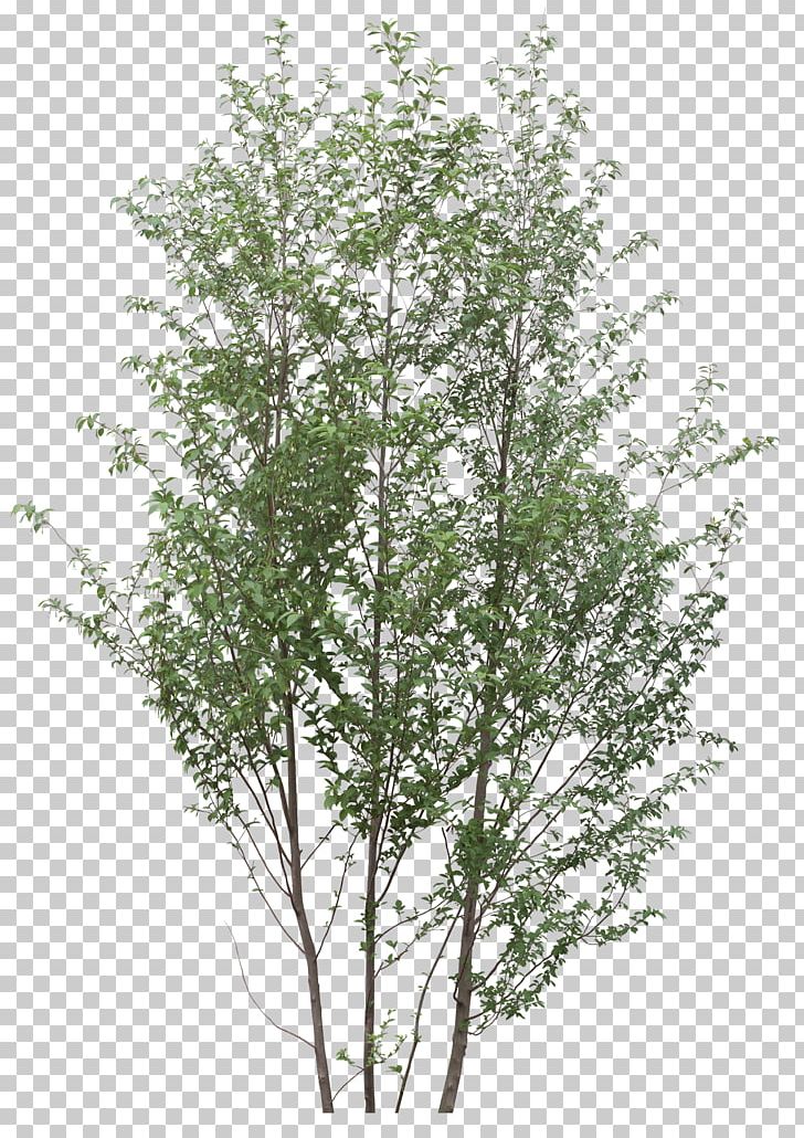 Tree Plant Twig PNG, Clipart, Arecaceae, Birch, Branch, Bushes, Clip Art Free PNG Download