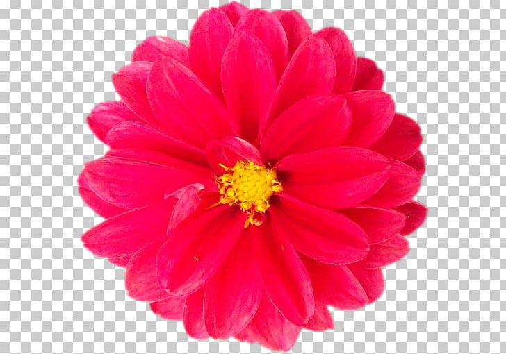 Cut Flowers Dahlia Petal Red PNG, Clipart, Annual Plant, Aster, Blog, Budi Daya, Chrysanthemum Free PNG Download