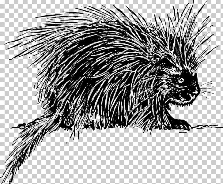 Hedgehog Porcupine Rodent PNG, Clipart, Animals, Beaver, Black And White, Carnivoran, Crested Porcupine Free PNG Download