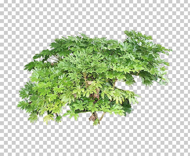 Tree Plant Cypress PNG, Clipart, Background Green, Download, Encapsulated Postscript, Flowerpot, Food Drinks Free PNG Download