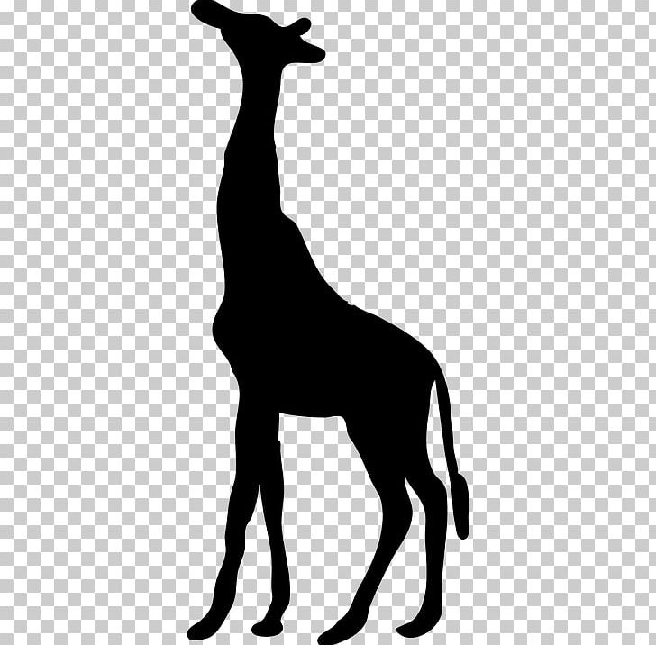 Wall Decal Sticker Northern Giraffe PNG, Clipart, Black And White, Black Giraffe, Decal, Deer, Dog Like Mammal Free PNG Download