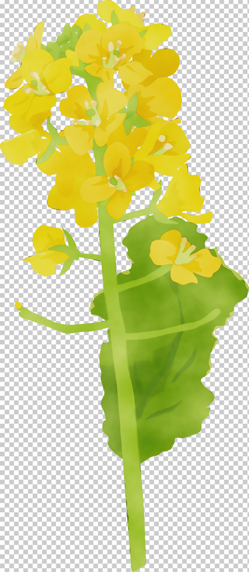 Flower Yellow Plant Cut Flowers Leaf PNG, Clipart, Cut Flowers, Flower, Leaf, Paint, Petal Free PNG Download