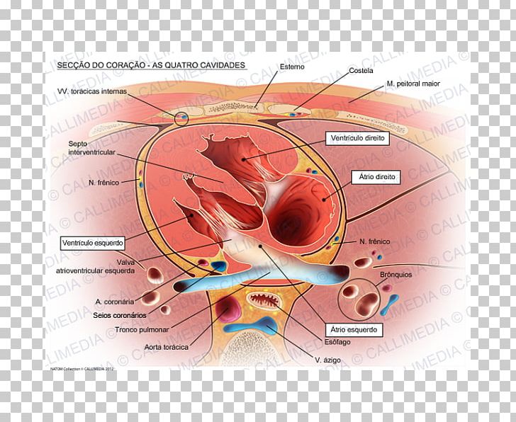 Heart Valve Right Atrium Aorta Anatomy PNG, Clipart, Anatomy, Aorta, Artificial Cardiac Pacemaker, Atrium, Diagram Free PNG Download