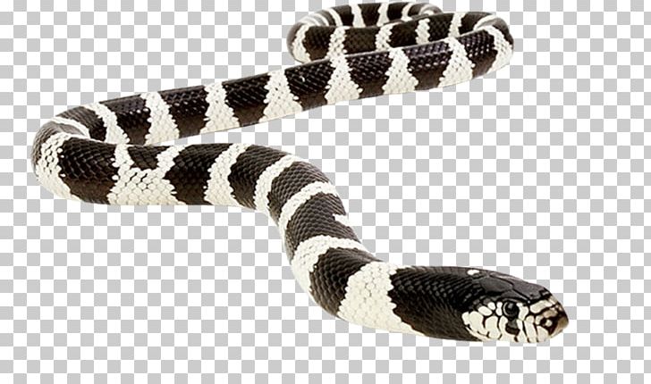 Kingsnakes Vipers Reptile Rattlesnake PNG, Clipart, Anaconda, Animals, Boinae, Cobra, Colubridae Free PNG Download