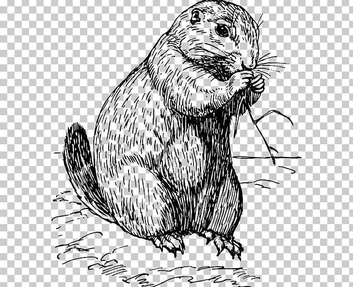 Prairie Dog Rodent PNG, Clipart, Beaver, Black And White, Carnivoran, Cat, Cat Like Mammal Free PNG Download