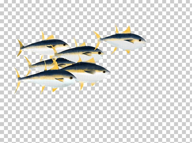 Sardine Marine Biology Pelagic Zone Book PNG, Clipart, Biology, Bony Fish, Book, Copepod, Fish Free PNG Download