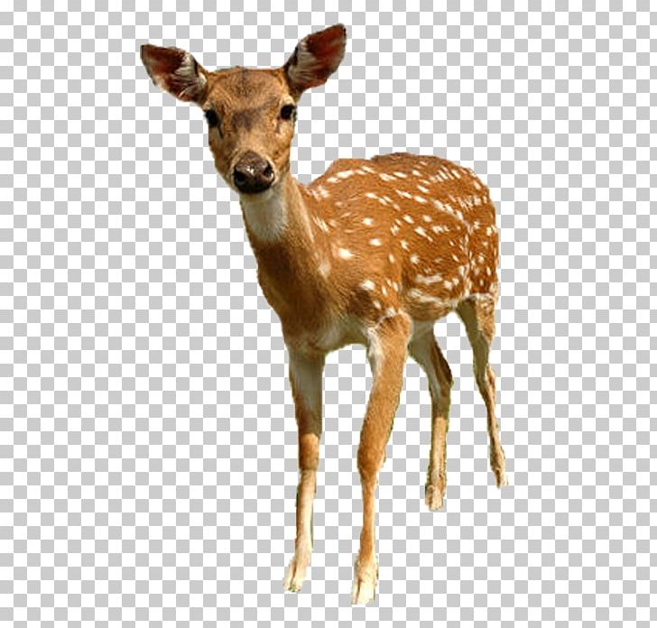 White-tailed Deer Roe Deer Sika Deer PNG, Clipart, Animal, Animals, Christmas Deer, Creative, Creative Deer Free PNG Download