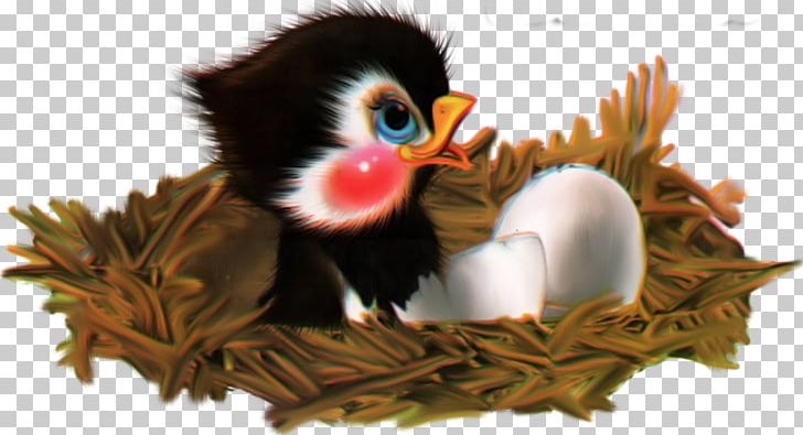 Bird Beak Cuteness PNG, Clipart, Animal, Animals, Beak, Bird, Cartoon Free PNG Download