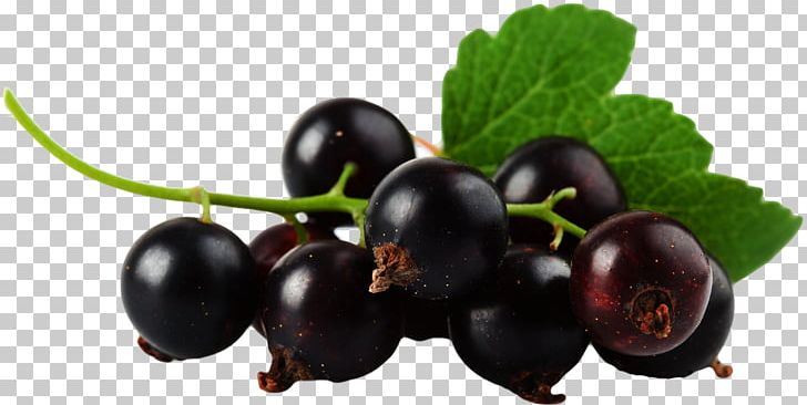 Blackcurrant Bilberry Zante Currant Blueberry PNG, Clipart, Add, Berry, Bilberry, Blackcurrant, Blueberry Free PNG Download