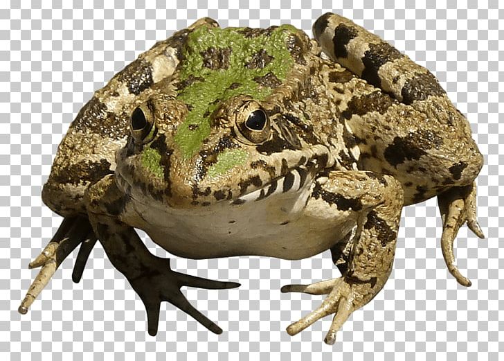 Common Frog Portable Network Graphics Transparency Amphibian PNG, Clipart, Amphibian, Animal, Animals, Common Frog, Computer Icons Free PNG Download