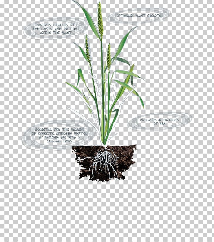 Micronutrient Deficiency Nitrogen Deficiency Plant PNG, Clipart, Amino Acid Synthesis, Canola Flower, Chlorophyll, Cryogenic Nitrogen Plant, Essential Amino Acid Free PNG Download