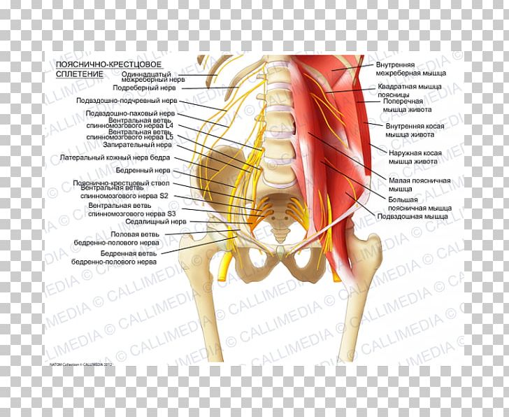 Sacral Plexus Lumbar Plexus Ilioinguinal Nerve Iliohypogastric Nerve PNG, Clipart, Anatomy, Diagram, Ear, Femoral Nerve, Finger Free PNG Download