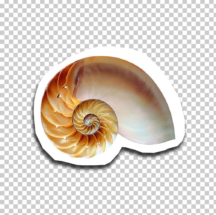 Snail Golden Ratio Fibonacci Number Chambered Nautilus PNG, Clipart, Animals, Chambered Nautilus, Conchology, Fibonacci, Fibonacci Number Free PNG Download