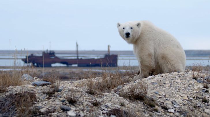 Churchill Polar Bear Arctic Fox PNG, Clipart, Animal, Animals, Arctic, Arctic Fox, Bbc Free PNG Download