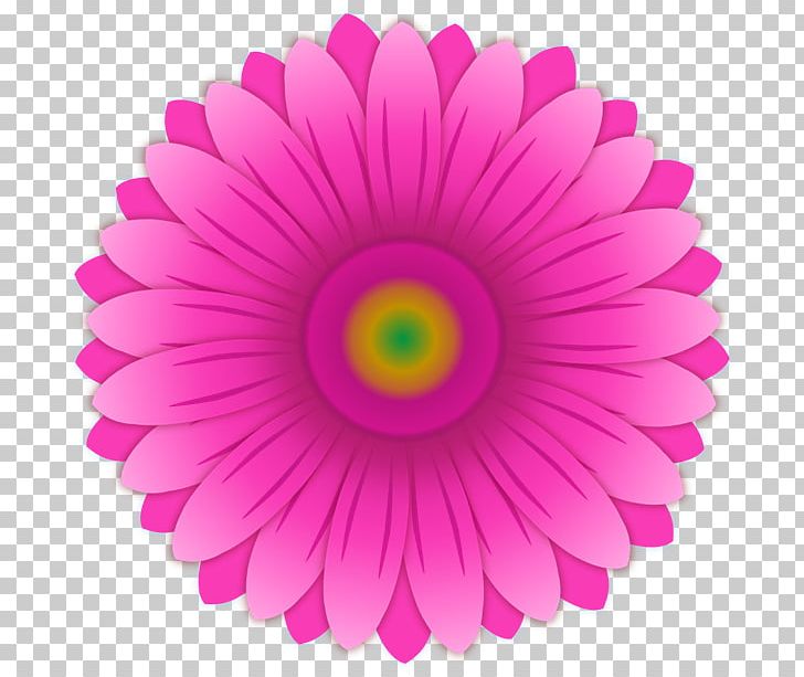 Color Pink Gerbera Jamesonii Common Daisy PNG, Clipart, Circle, Closeup, Color, Common Daisy, Cut Flowers Free PNG Download