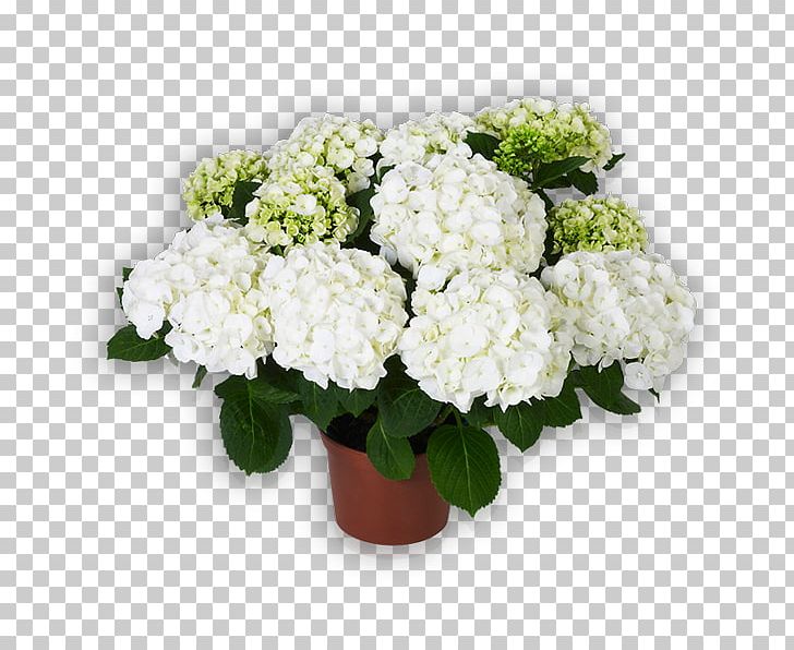 Hydrangea Flowerpot Cut Flowers Floral Design PNG, Clipart, Annual Plant, Cornales, Cut Flowers, Floral Design, Floristry Free PNG Download
