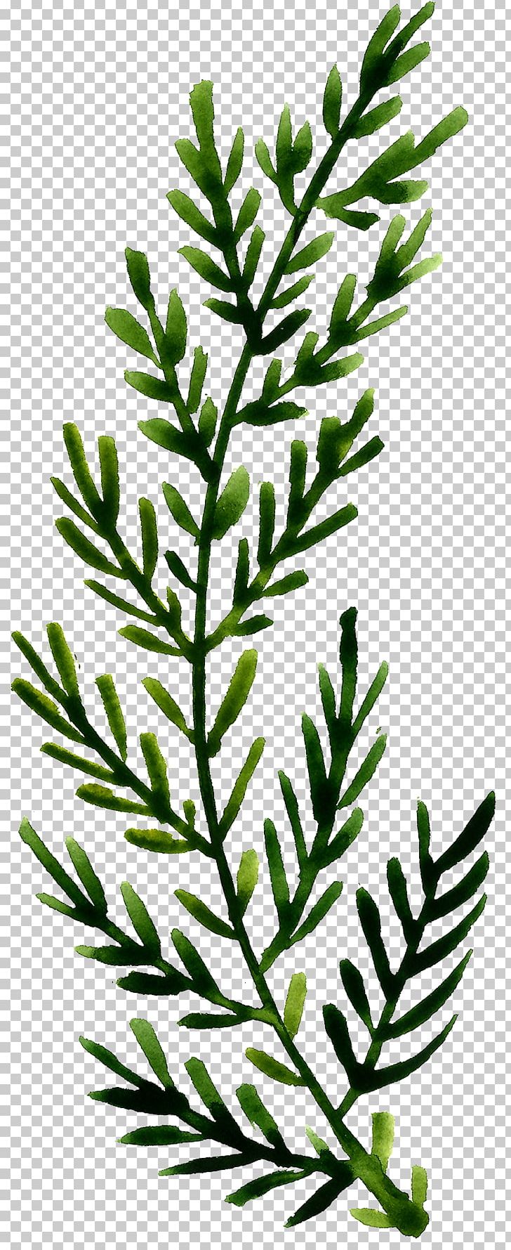 Leaf Branch Flower PNG, Clipart, Black And White, Branches, Decorative Patterns, Drawing, Evergreen Free PNG Download