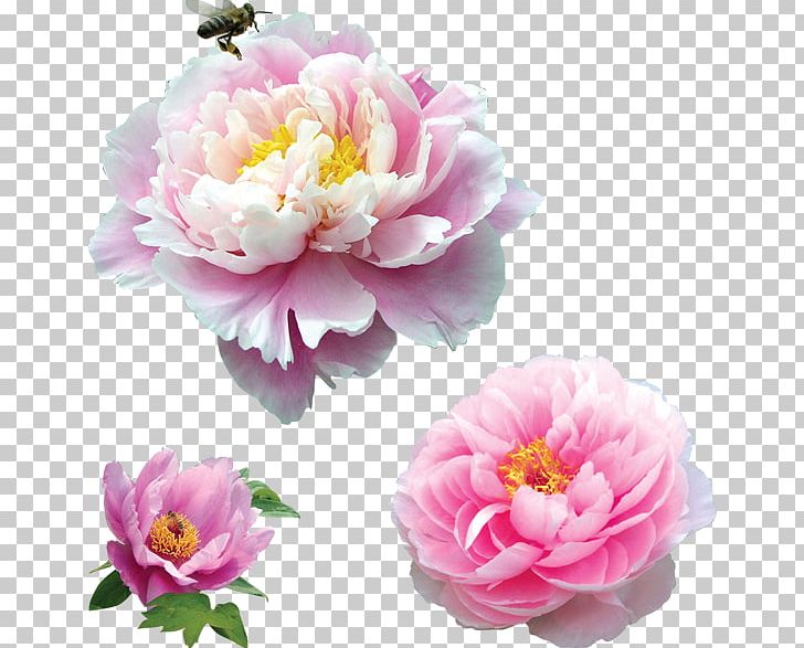 Moutan Peony Pink PNG, Clipart, Artificial Flower, Bee, Cut Flowers, Floral Design, Flower Free PNG Download