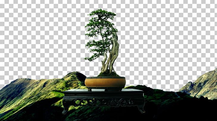 Pine Bonsai Tree PNG, Clipart, Advertising, Background, Background Vector, Bonsai, Business Free PNG Download