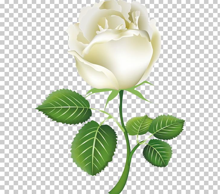 Rose White PNG, Clipart, Black White, Branch, Color, Computer Wallpaper, Cut Flowers Free PNG Download