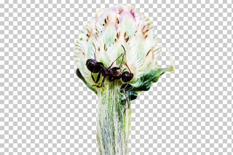 Cut Flowers Insect Flower PNG, Clipart, Cut Flowers, Flower, Insect Free PNG Download