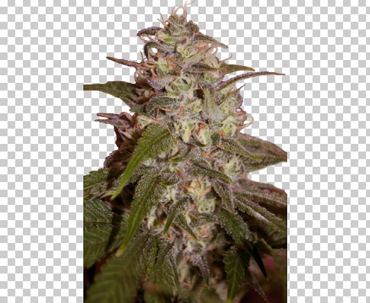 Autoflowering Cannabis Grow Shop Skunk Marijuana PNG, Clipart, Autoflowering Cannabis, Cannabis, Cannabis In British Columbia, Cannabis Reggae, Cannabis Ruderalis Free PNG Download