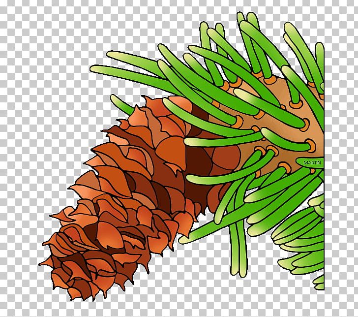 Bristlecone Pine Conifer Cone Tree PNG, Clipart, Botany, Branch, Bristle, Bristlecone Pine, Commodity Free PNG Download
