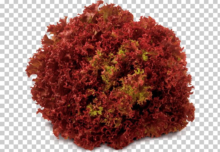 Red Leaf Lettuce Vegetable Olericulture Red Cabbage PNG, Clipart, Chocolate, Height, Horticulture, Leaf Lettuce, Lettuce Free PNG Download