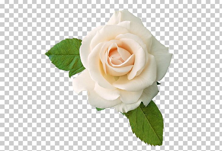 Rose Computer Icons PNG, Clipart, Artificial Flower, Computer Icons, Cut Flowers, Download, Floribunda Free PNG Download