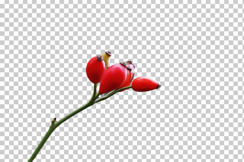 Rose PNG, Clipart, Bud, Closeup, Computer, Flora, Flower Free PNG Download