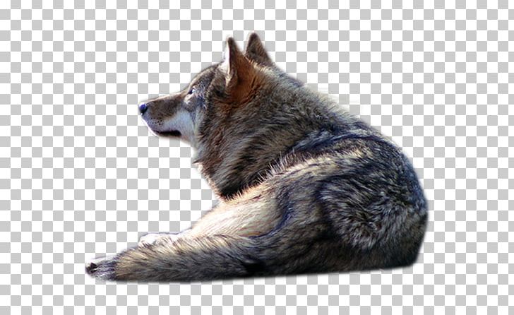 Dog Portable Network Graphics Coyote Psd Puppy PNG, Clipart, Basior, Black Wolf, Carnivoran, Coyote, Dog Free PNG Download