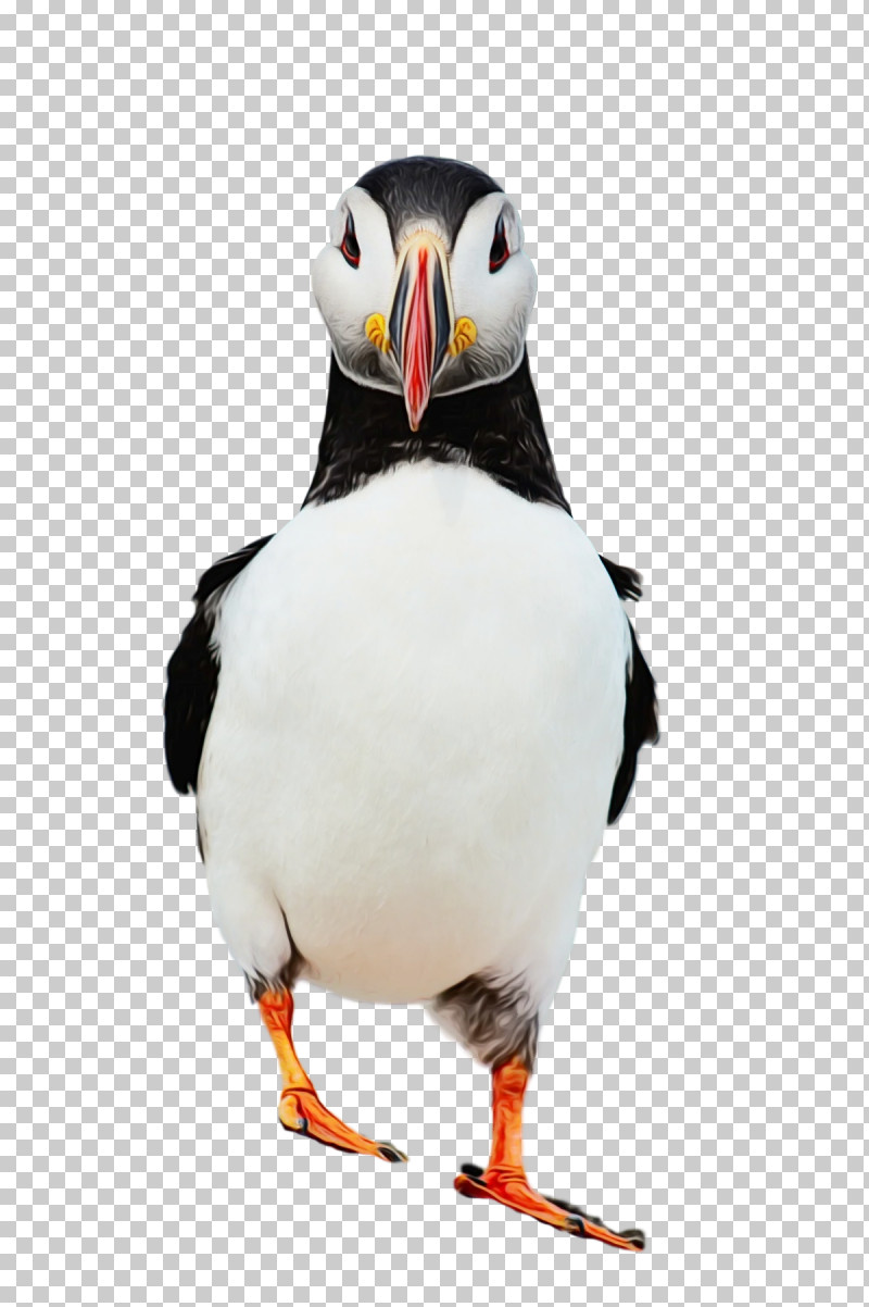 Puffins Shorebirds Penguins Beak Science PNG, Clipart, Beak, Biology, Birds, Paint, Penguins Free PNG Download