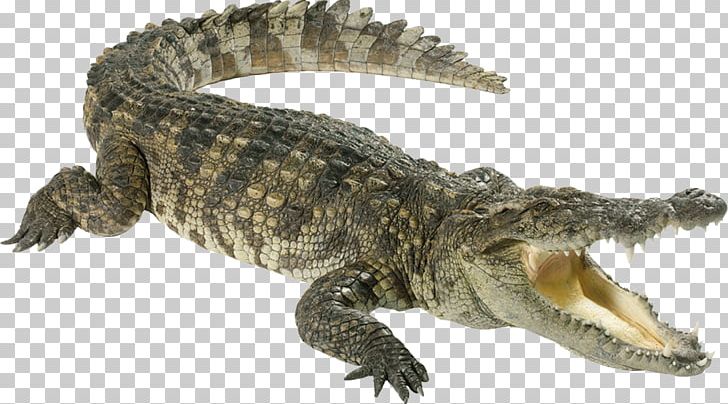 Crocodile PNG, Clipart, Crocodile Free PNG Download