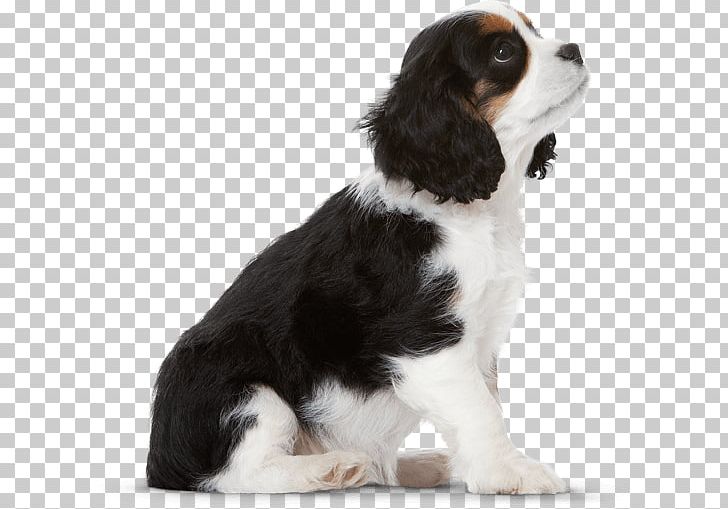 English Springer Spaniel Cavalier King Charles Spaniel Puppy Dog Breed PNG, Clipart, Animals, Breed, Carnivoran, Cavalier King Charles, Cavalier King Charles Spaniel Free PNG Download