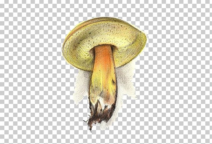 Mushroom Fungus Yellow PNG, Clipart, Adobe, Download, Encapsulated Postscript, Food, Fungus Free PNG Download