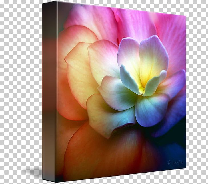 Rose Family Light Desktop Violet Art PNG, Clipart, Art, Canvas, Closeup, Closeup, Computer Free PNG Download