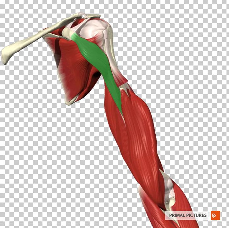 Shoulder Plant PNG, Clipart, Arm, Brachial Artery, Food Drinks, Human Leg, Joint Free PNG Download