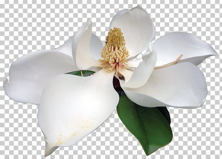 Southern Magnolia Flower Portable Network Graphics PNG, Clipart, Blossom, Desktop Wallpaper, Drawing, Flower, Flowering Plant Free PNG Download