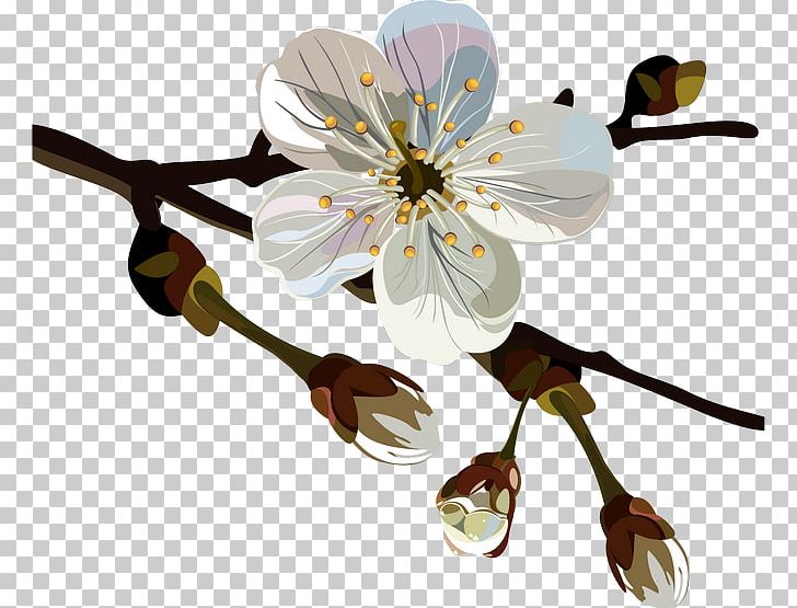 Cherry Blossom Chimonanthus Praecox Encapsulated PostScript Flower PNG, Clipart, Blossom, Branch, Cherry Blossom, Chimonanthus, Chimonanthus Praecox Free PNG Download